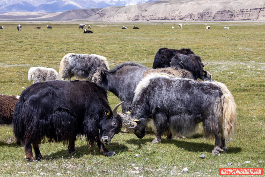 Kyrgyzstanenmoto 567